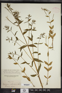 Epilobium ciliatum image