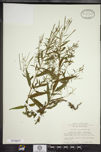 Epilobium ciliatum image