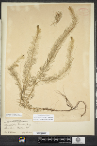 Myriophyllum farwellii image