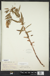 Lysimachia terrestris image