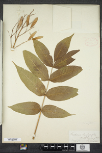 Fraxinus nigra image