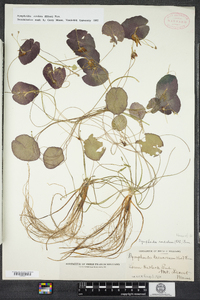 Nymphoides cordata image