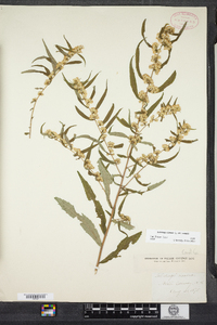 Solidago caesia image