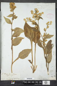 Solidago macrophylla image