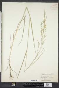 Poa palustris image