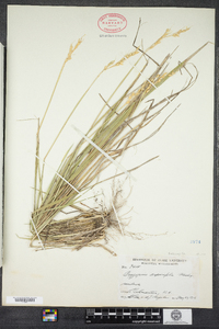 Oryzopsis asperifolia image