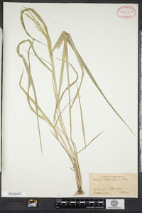 Panicum dichotomiflorum image