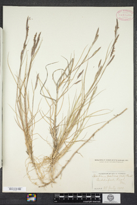 Spartina patens image