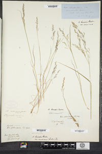 Agrostis mertensii image