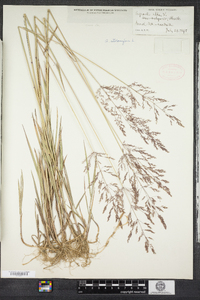 Agrostis stolonifera image