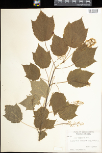 Acer spicatum image