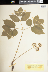 Aralia nudicaulis image