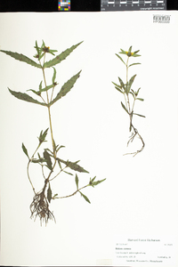 Bidens cernua image