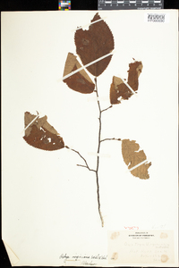 Ostrya virginiana image