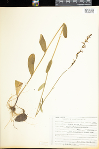 Lobelia spicata image