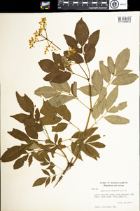 Sambucus nigra ssp. canadensis image