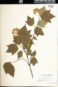 Viburnum acerifolium image