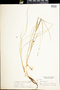 Carex canescens image