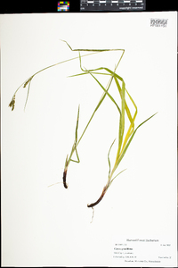 Carex gracillima image