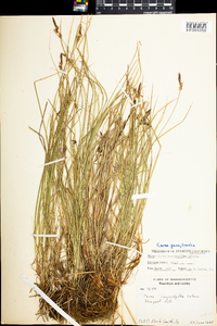 Carex pensylvanica image