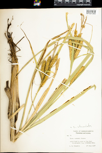 Carex utriculata image