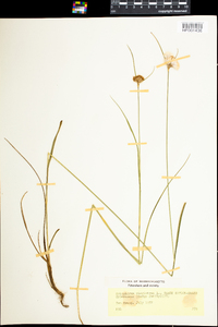 Eriophorum virginicum image