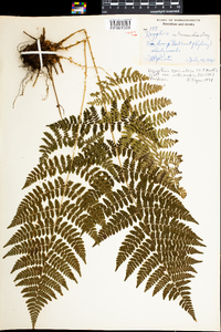 Dryopteris intermedia image