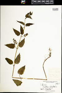 Scutellaria lateriflora image