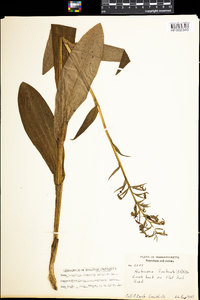 Image of Platanthera fimbriata