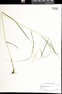 Calamagrostis canadensis image