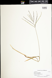 Digitaria sanguinalis image