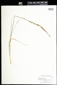 Aristida purpurascens image