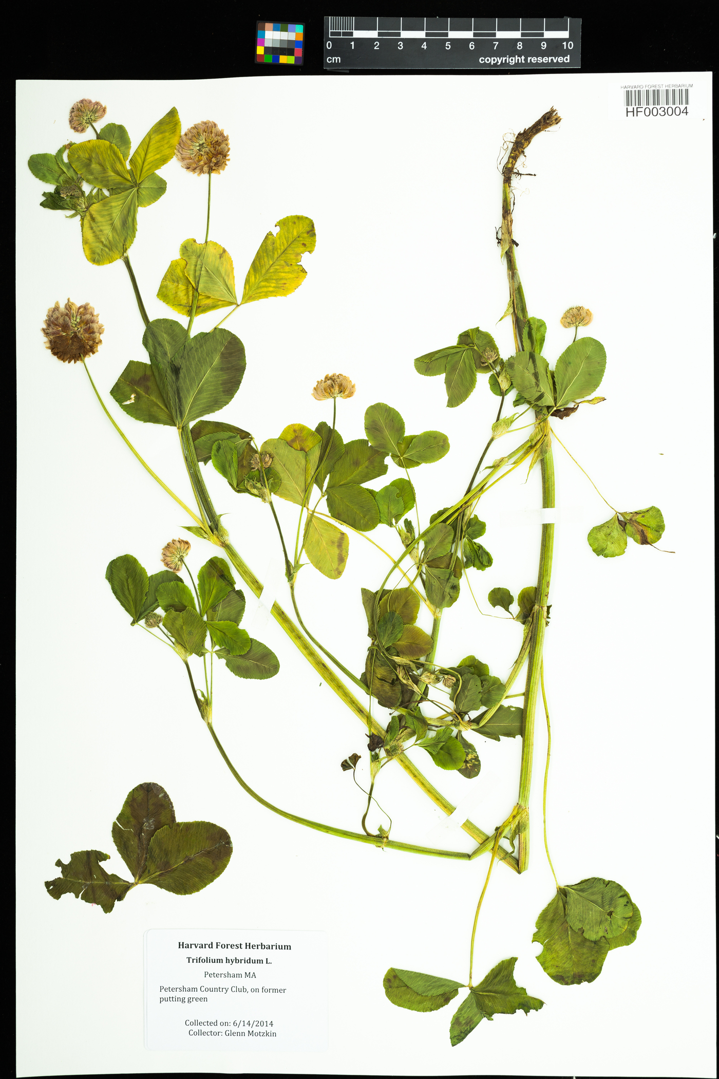 Trifolium hybridum image