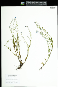 Myosotis sylvatica image