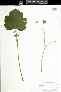 Geum rivale image