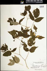 Rubus idaeus image