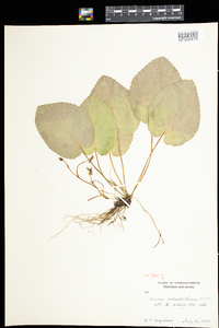 Viola rotundifolia image