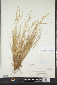 Carex canescens image