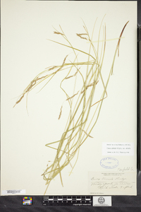 Carex debilis var. debilis image