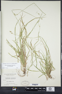 Carex deweyana var. deweyana image