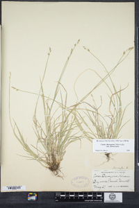 Carex deweyana var. deweyana image