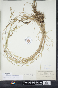 Carex echinata subsp. echinata image
