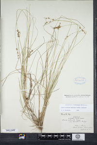 Carex echinata image