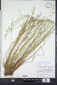 Carex echinata subsp. echinata image