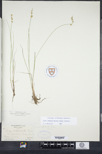 Carex echinata image