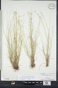 Carex echinata subsp. echinata image