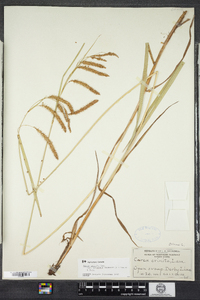 Carex gynandra image