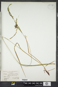 Carex intumescens image