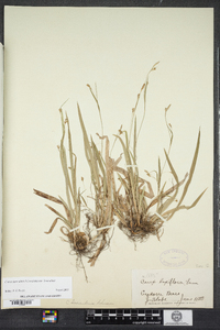 Carex laxiculmis var. laxiculmis image