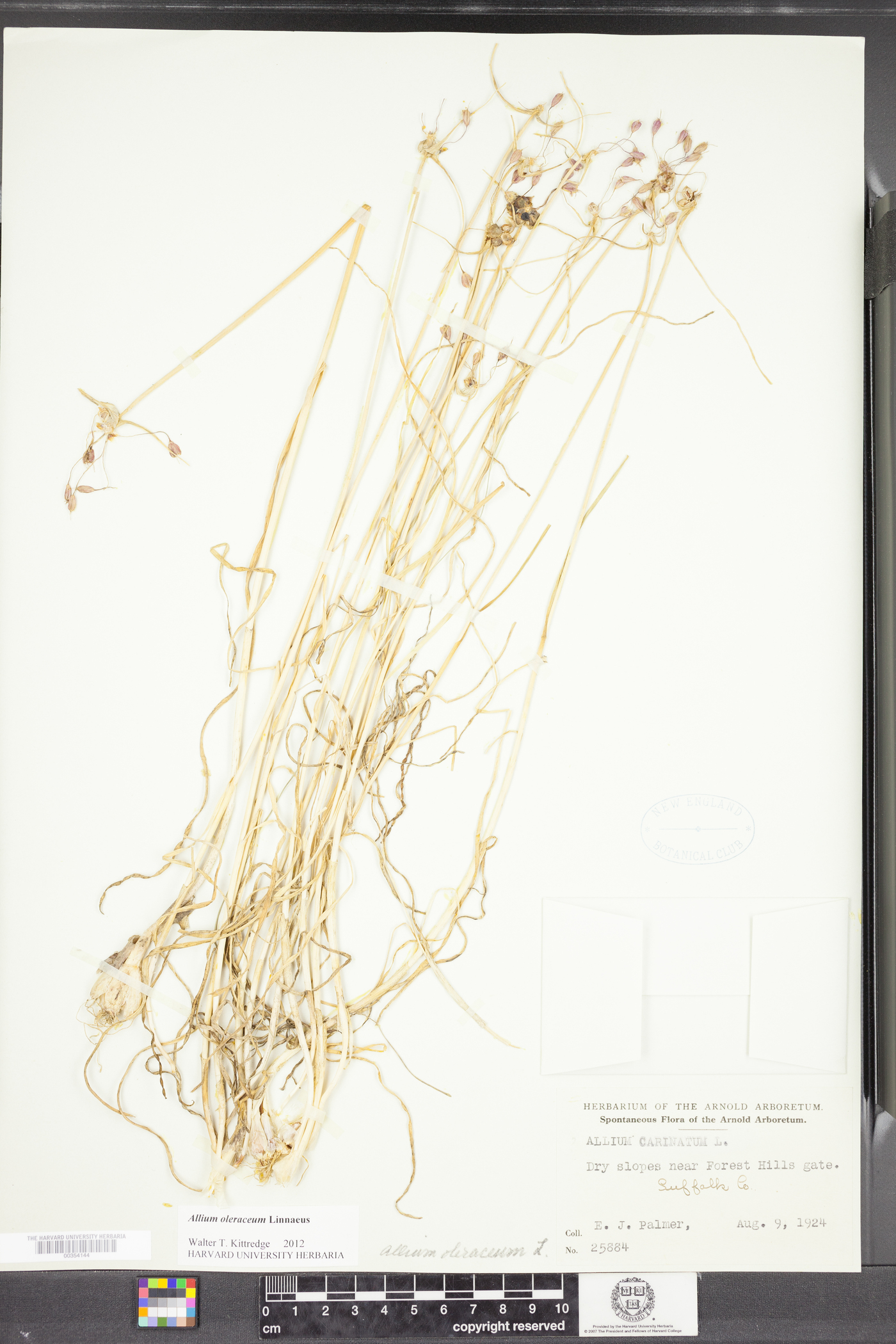 Allium oleraceum image